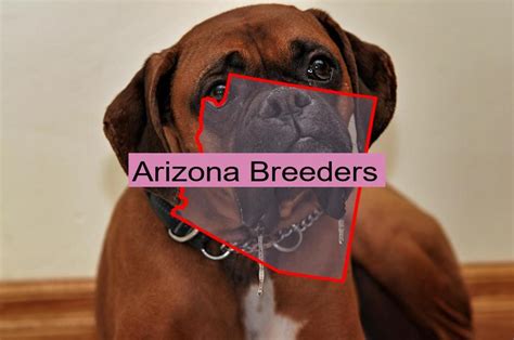 boxer breeders arizona